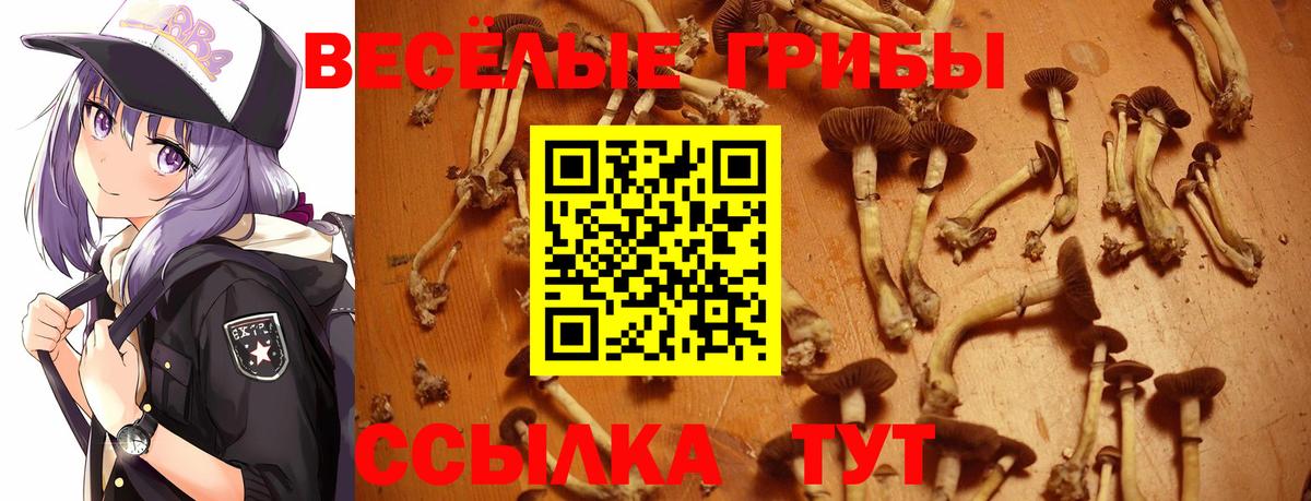 купить   Вход с VPN  Миасс  Псилоцибиновые грибы Psilocybine cubensis 